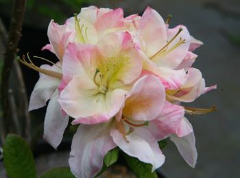 R.Satomi
